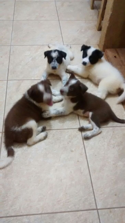 Filhotes de cachorro border collie